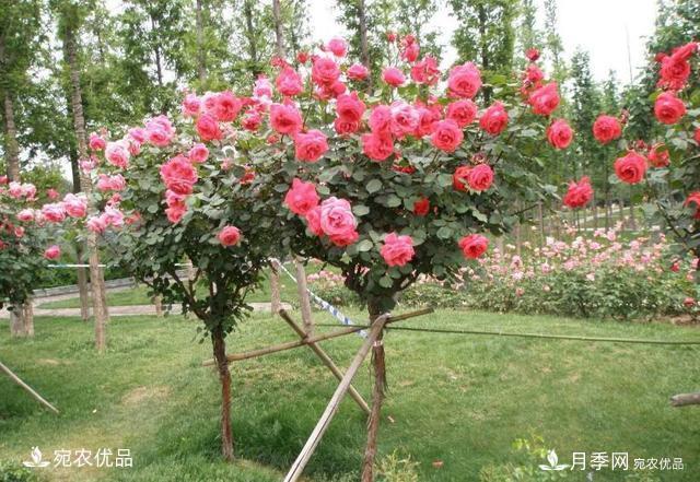 養(yǎng)花屆的新寵兒樹狀月季，南陽月季樹好不好養(yǎng)呢？(圖5)