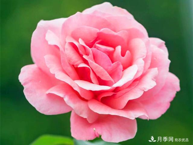 夏季這些月計(jì)劃品種要遮陰，不然花苞會枯萎(圖2)