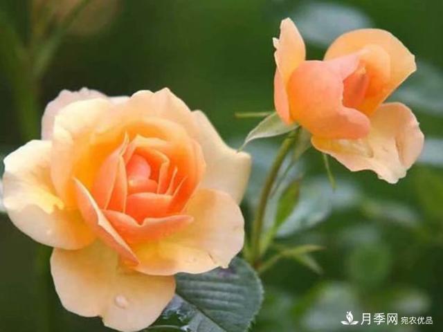 夏季這些月計(jì)劃品種要遮陰，不然花苞會枯萎(圖4)