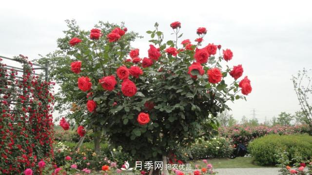 樹型月季好養(yǎng)嗎？比普通月季花強(qiáng)在哪里？適合家里養(yǎng)嗎(圖1)
