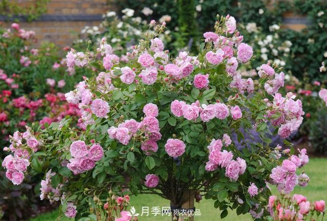 樹型月季好養(yǎng)嗎？比普通月季花強(qiáng)在哪里？適合家里養(yǎng)嗎(圖2)