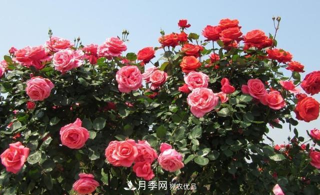 樹型月季好養(yǎng)嗎？比普通月季花強(qiáng)在哪里？適合家里養(yǎng)嗎(圖3)