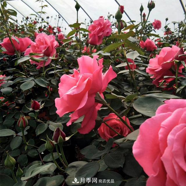 綠化工程必備，美麗的樹狀月季(圖2)