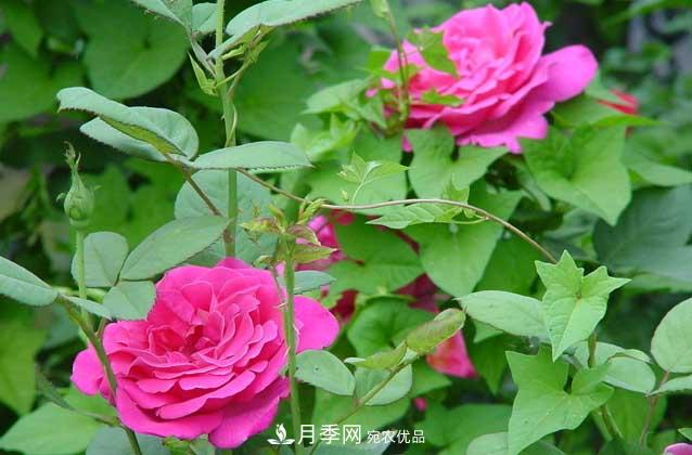 月季網(wǎng)寶典，盆栽月季養(yǎng)護知識大全(圖1)
