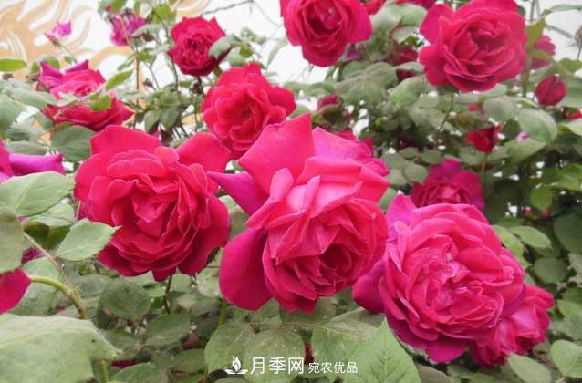 月季網(wǎng)寶典，盆栽月季養(yǎng)護知識大全(圖2)