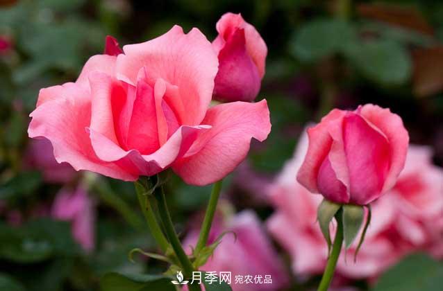 月季網(wǎng)寶典，盆栽月季養(yǎng)護知識大全(圖3)