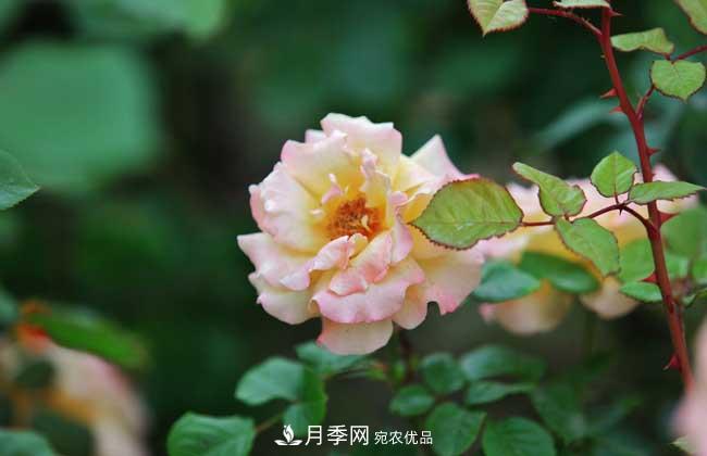 什么樹可以嫁接月季？南陽月季嫁接的好處(圖3)
