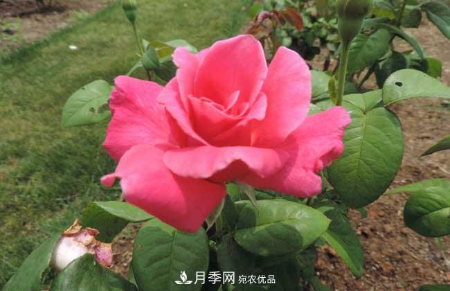什么樹可以嫁接月季？南陽月季嫁接的好處(圖2)