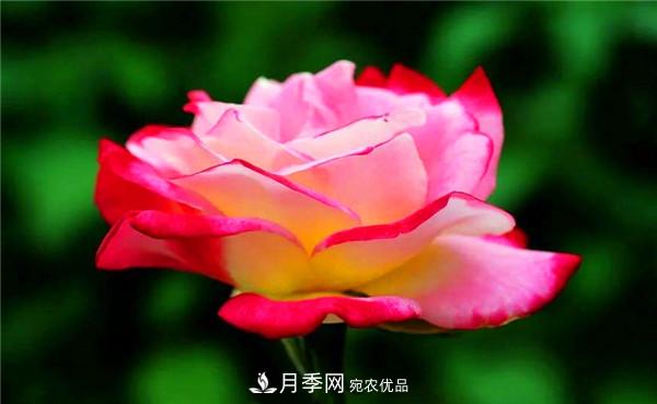 立秋以后，養(yǎng)月季記住3個“口訣”再迎綻放期(圖2)