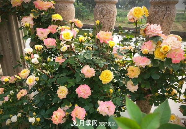立秋以后，養(yǎng)月季記住3個“口訣”再迎綻放期(圖3)