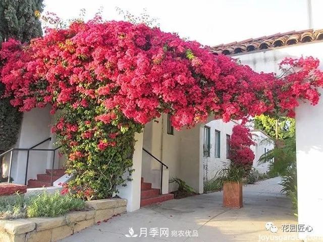 八月月季花卉養(yǎng)護(hù)，園丁的打理事宜(圖5)