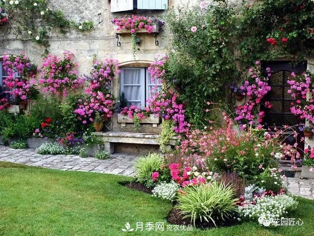 八月月季花卉養(yǎng)護(hù)，園丁的打理事宜(圖2)