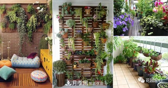 八月月季花卉養(yǎng)護(hù)，園丁的打理事宜(圖3)