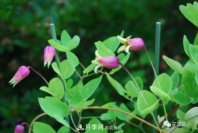 八月月季花卉養(yǎng)護(hù)，園丁的打理事宜(圖8)