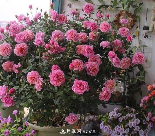 八月月季花卉養(yǎng)護(hù)，園丁的打理事宜(圖9)