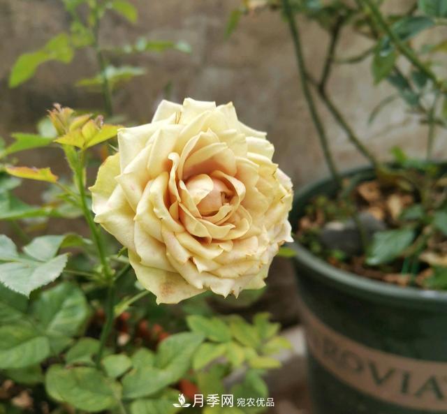 月季橫拉一個月了，就是不出粗筍，怎么辦？(圖1)