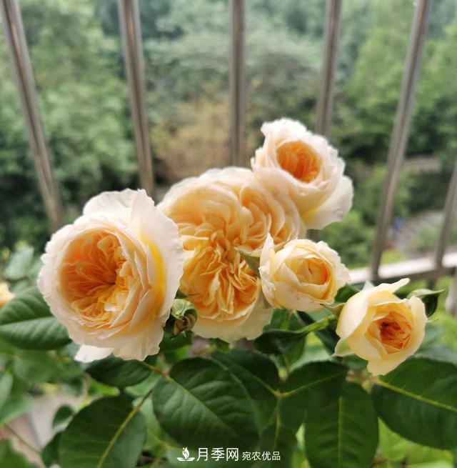 月季橫拉一個月了，就是不出粗筍，怎么辦？(圖5)
