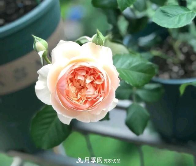月季橫拉一個月了，就是不出粗筍，怎么辦？(圖4)