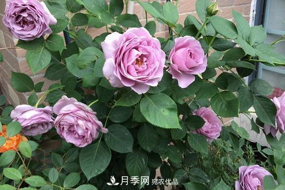 立秋后盆栽月季想要9、10月正常開花，注意此4點(圖2)