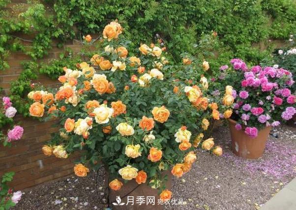立秋后盆栽月季想要9、10月正常開花，注意此4點(圖3)