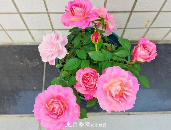 立秋后盆栽月季想要9、10月正常開花，注意此4點(圖4)
