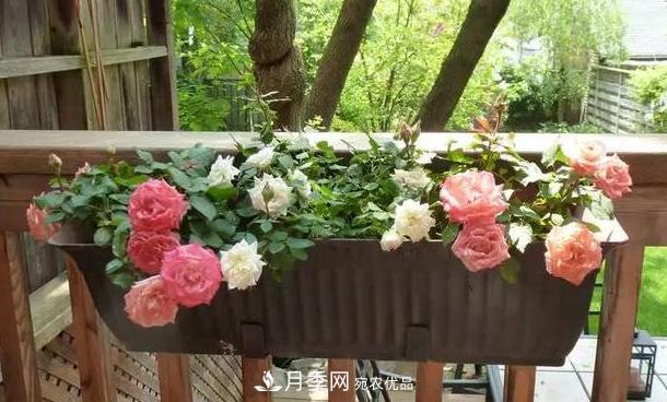 立秋后盆栽月季想要9、10月正常開花，注意此4點(圖5)