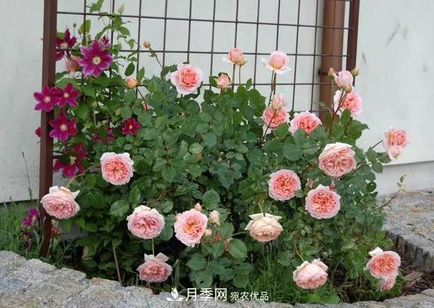 立秋后盆栽月季想要9、10月正常開花，注意此4點(圖6)