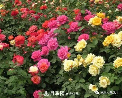 想要月季滿樹都是花苞，掌握4個訣竅，芽多枝干壯花朵開爆盆(圖1)