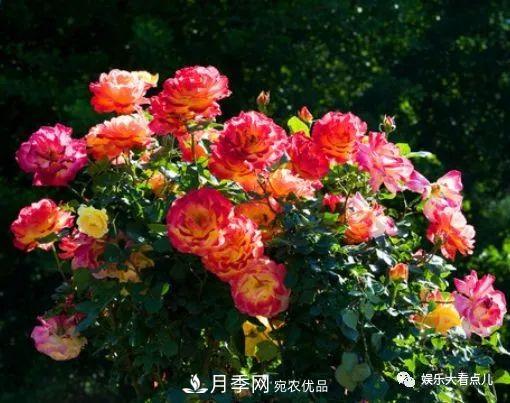 想要月季滿樹都是花苞，掌握4個訣竅，芽多枝干壯花朵開爆盆(圖2)