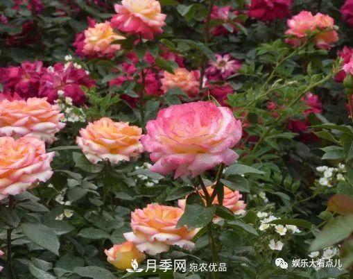 想要月季滿樹都是花苞，掌握4個訣竅，芽多枝干壯花朵開爆盆(圖4)