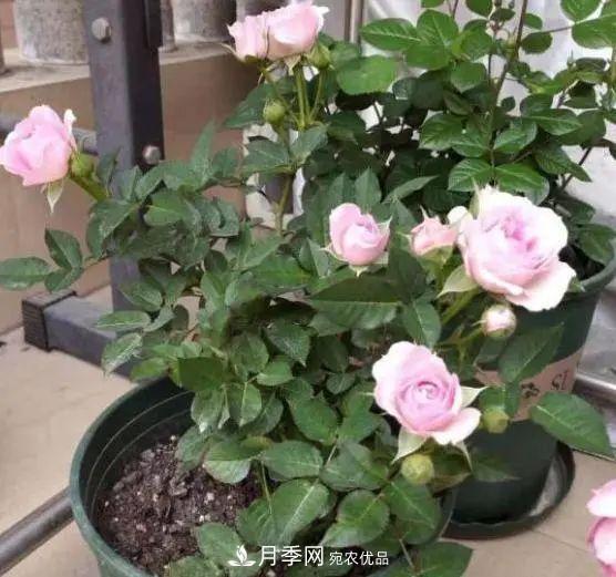 月季滿樹花苞該不該剪掉？認清“2點”，開花又大又漂亮(圖2)
