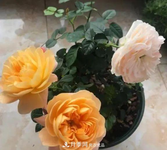 月季滿樹花苞該不該剪掉？認清“2點”，開花又大又漂亮(圖1)