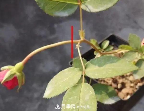月季滿樹花苞該不該剪掉？認清“2點”，開花又大又漂亮(圖3)