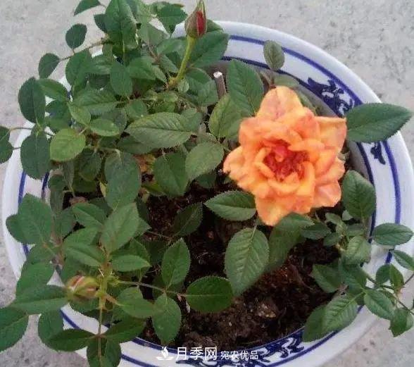 月季滿樹花苞該不該剪掉？認清“2點”，開花又大又漂亮(圖4)