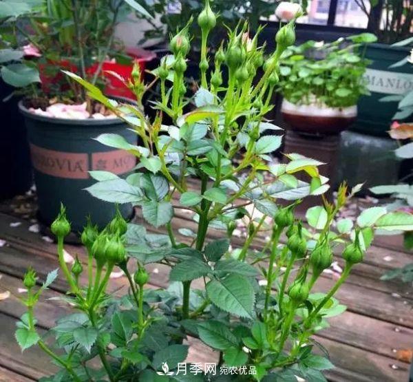 月季滿樹花苞該不該剪掉？認清“2點”，開花又大又漂亮(圖6)