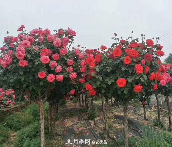 怎樣掌握好樹(shù)狀月季的園林養(yǎng)護(hù)管理工作？(圖1)
