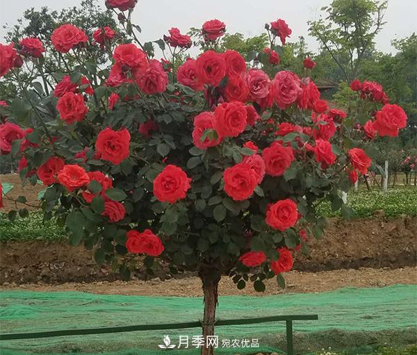 土質(zhì)對于樹狀月季的生長到底有多大影響？(圖1)