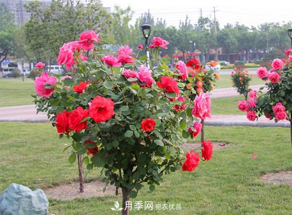 不同氣侯樹狀月季種植的注意點(diǎn)也不同(圖1)