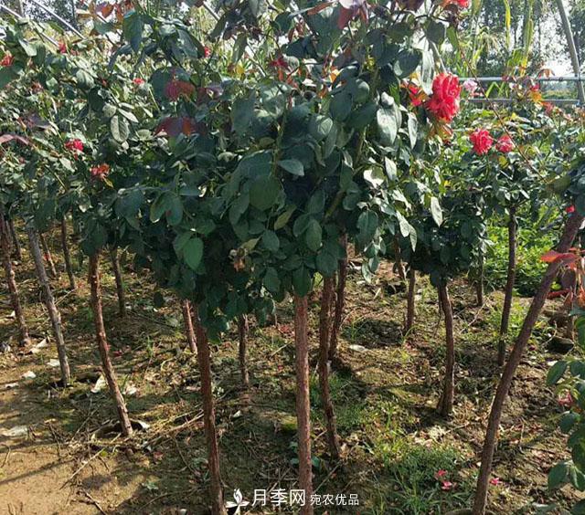 種植樹狀月季一定要注意這幾個要點(圖1)