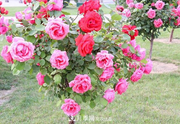 樹(shù)狀月季養(yǎng)護(hù)剪枝這幾點(diǎn)一定要留意(圖1)