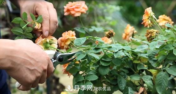 想要月季開花多，先養(yǎng)筍，幾個技巧讓月季快速冒筍芽(圖2)