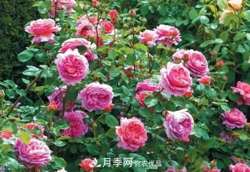 想要月季開花多，先養(yǎng)筍，幾個技巧讓月季快速冒筍芽(圖3)