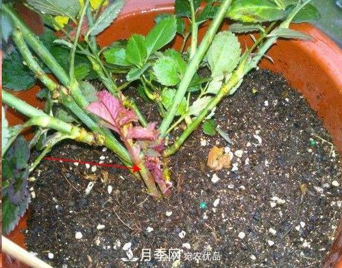 想要月季開花多，先養(yǎng)筍，幾個技巧讓月季快速冒筍芽(圖1)