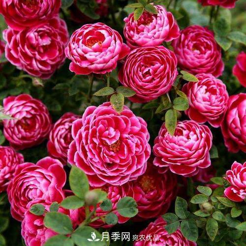 想要月季開花多，先養(yǎng)筍，幾個技巧讓月季快速冒筍芽(圖4)