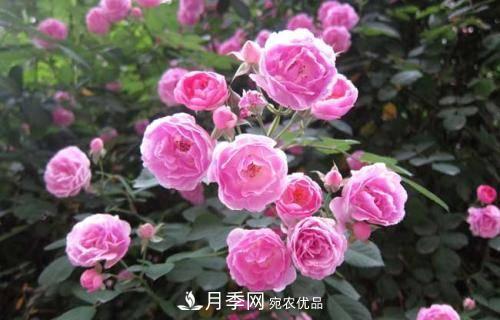 想要月季開花多，先養(yǎng)筍，幾個技巧讓月季快速冒筍芽(圖5)