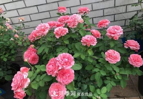 想要月季開花多，先養(yǎng)筍，幾個技巧讓月季快速冒筍芽(圖6)