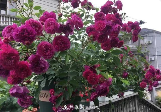 想要月季開(kāi)出***美秋花，現(xiàn)在秋剪正當(dāng)時(shí)！再晚就來(lái)不及啦！(圖1)