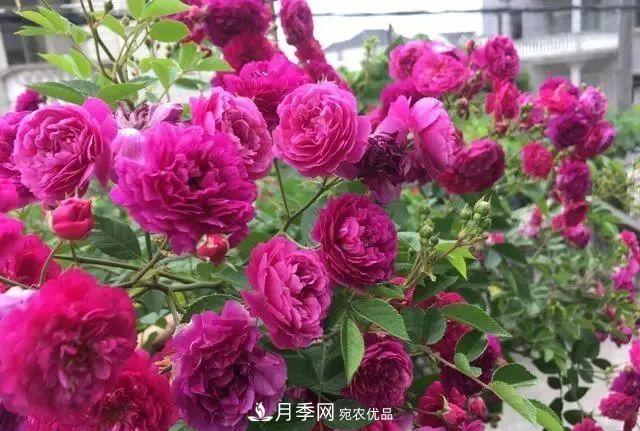 想要月季開(kāi)出***美秋花，現(xiàn)在秋剪正當(dāng)時(shí)！再晚就來(lái)不及啦！(圖2)