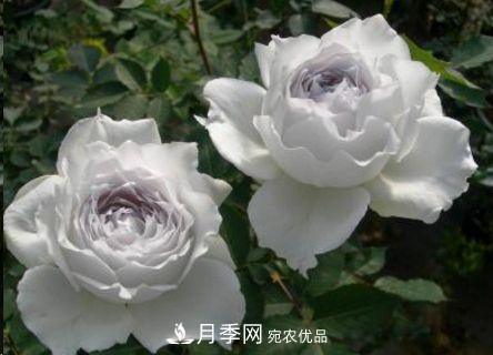 同樣管理的月季，為什么有的月季就死了？品種和個(gè)體要差異對待(圖2)