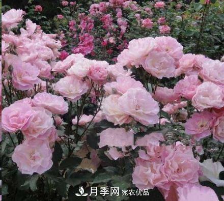 同樣管理的月季，為什么有的月季就死了？品種和個(gè)體要差異對待(圖3)